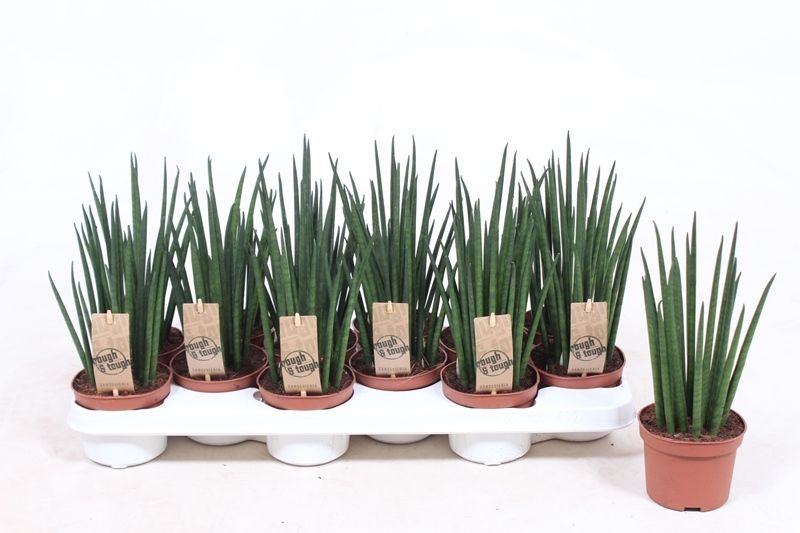 Sansevieria Mikado, D 10,5
