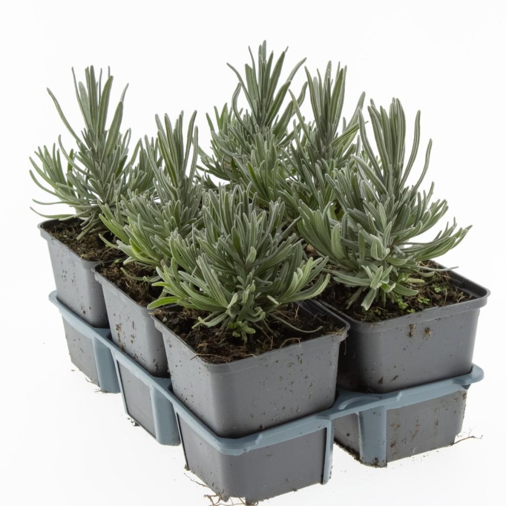 Lavandula ang. 'Munstead', D 9