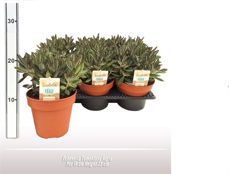Kalanchoe tomentosa nigra, D 14