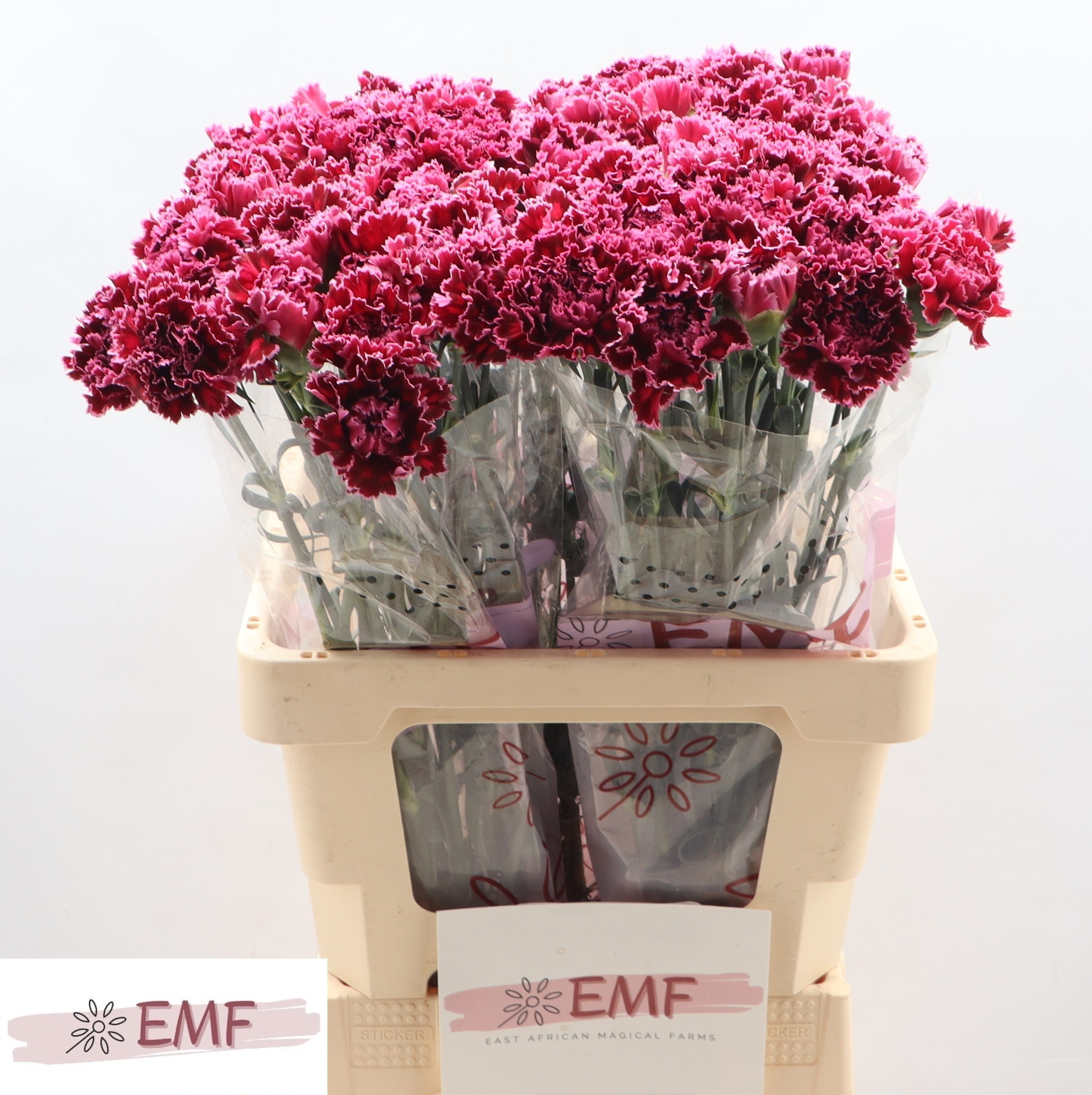 Диантус од. Ноббио Бургунди, шт.