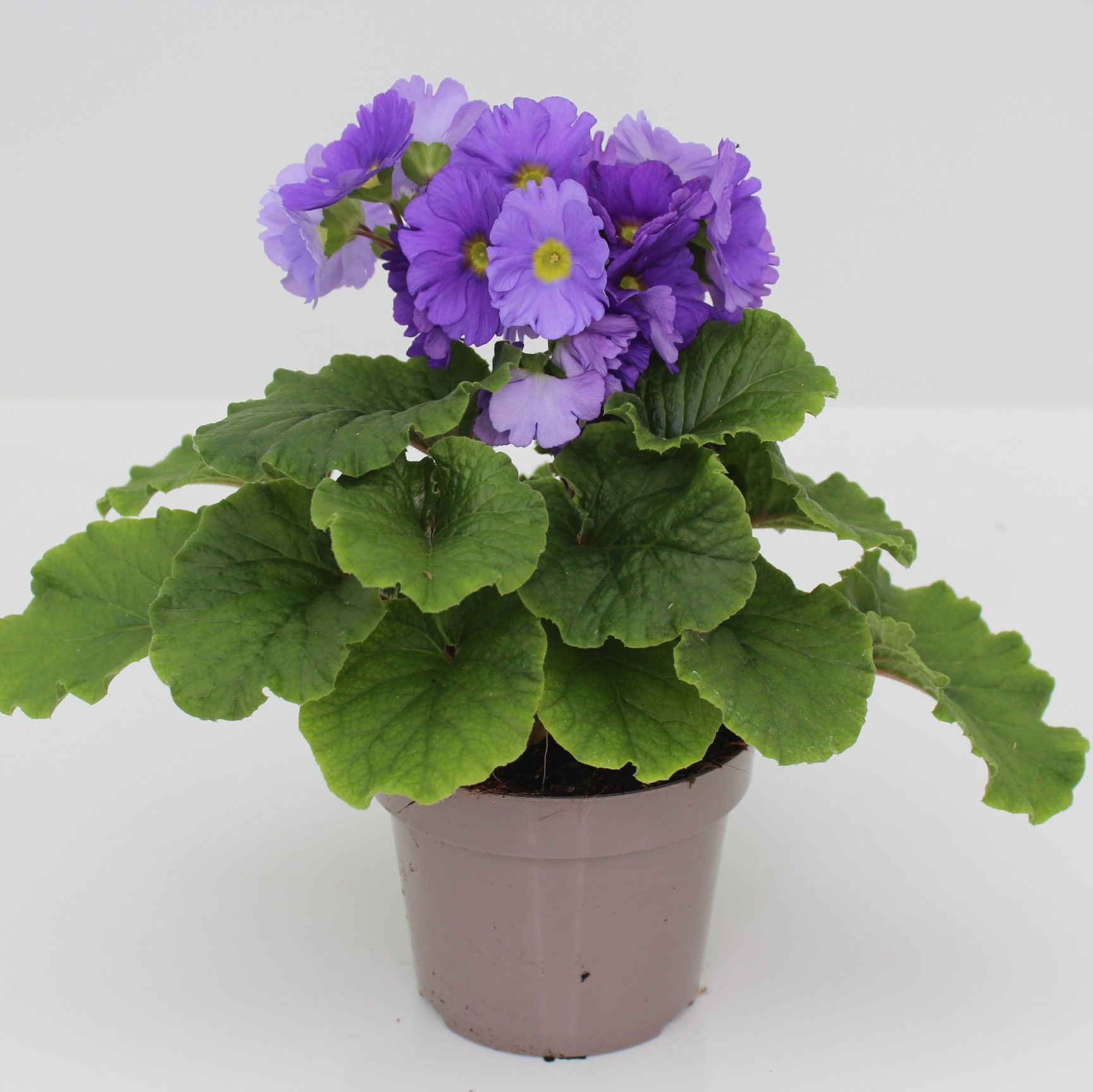 Primula Obconica Dark Blue Sweet Kisses, D 12