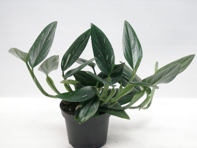 PHILODENDRON ERUBESCENS 'COBRA', D 12