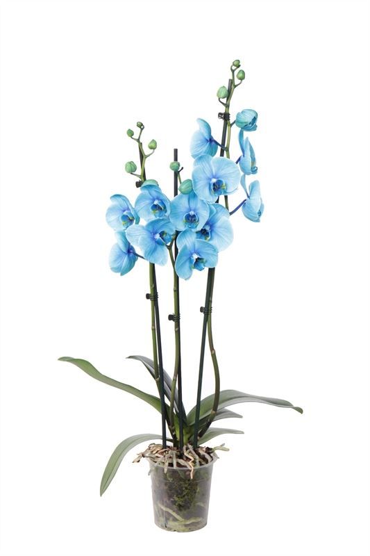 Phal I am Blue 3T18+, D 12