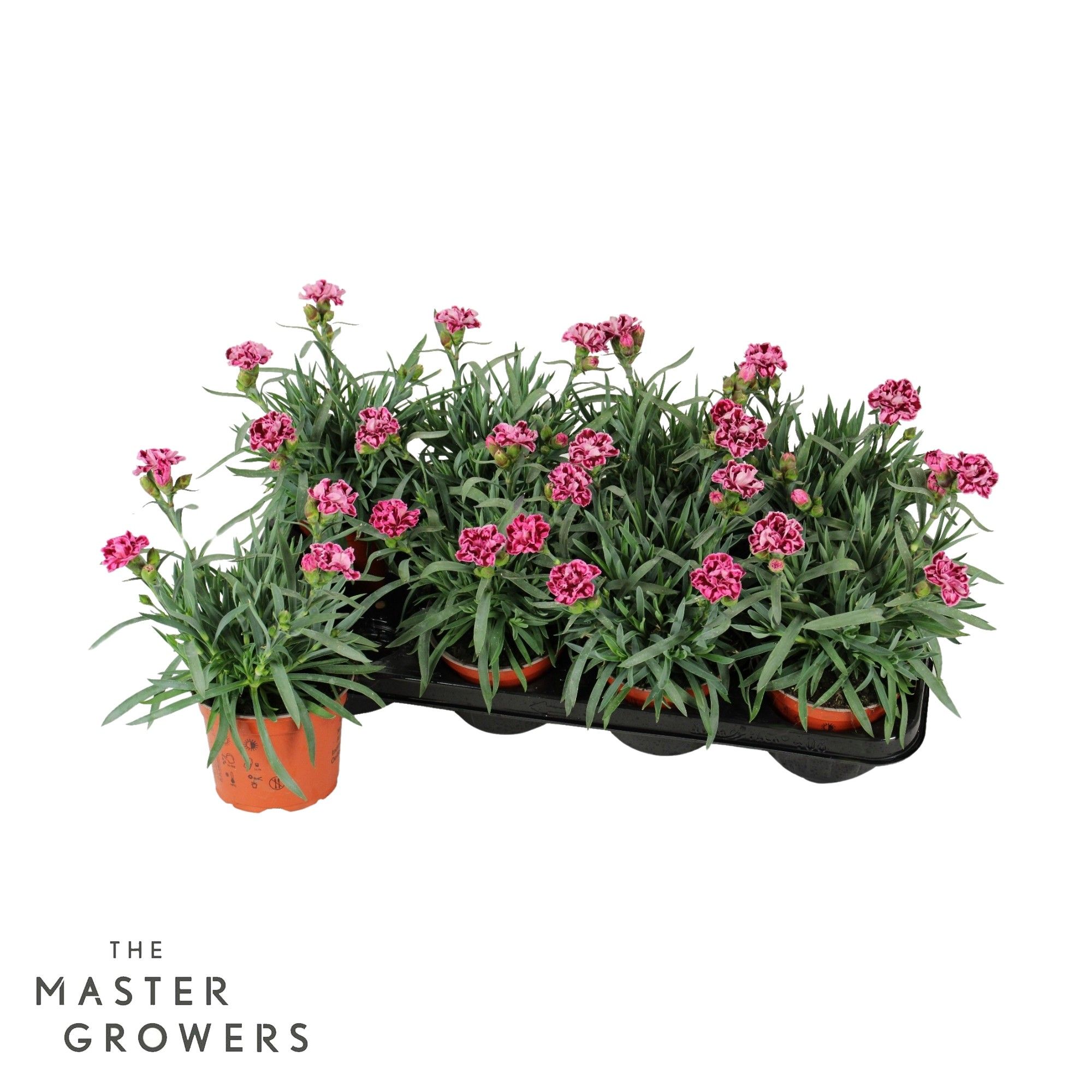 Dianthus caryophyllus 'Diwali', D 12