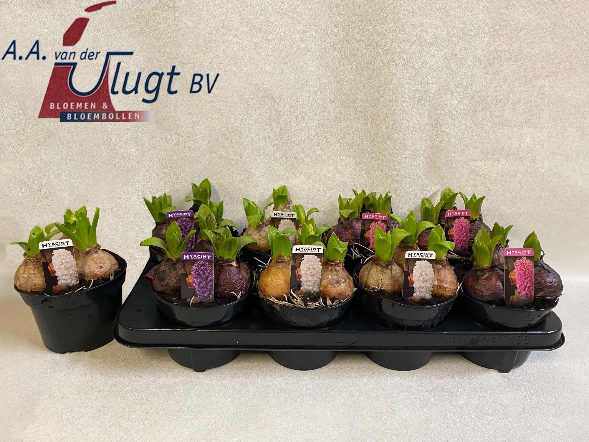 Pearl Gemengd 13 cm, D 13 cm