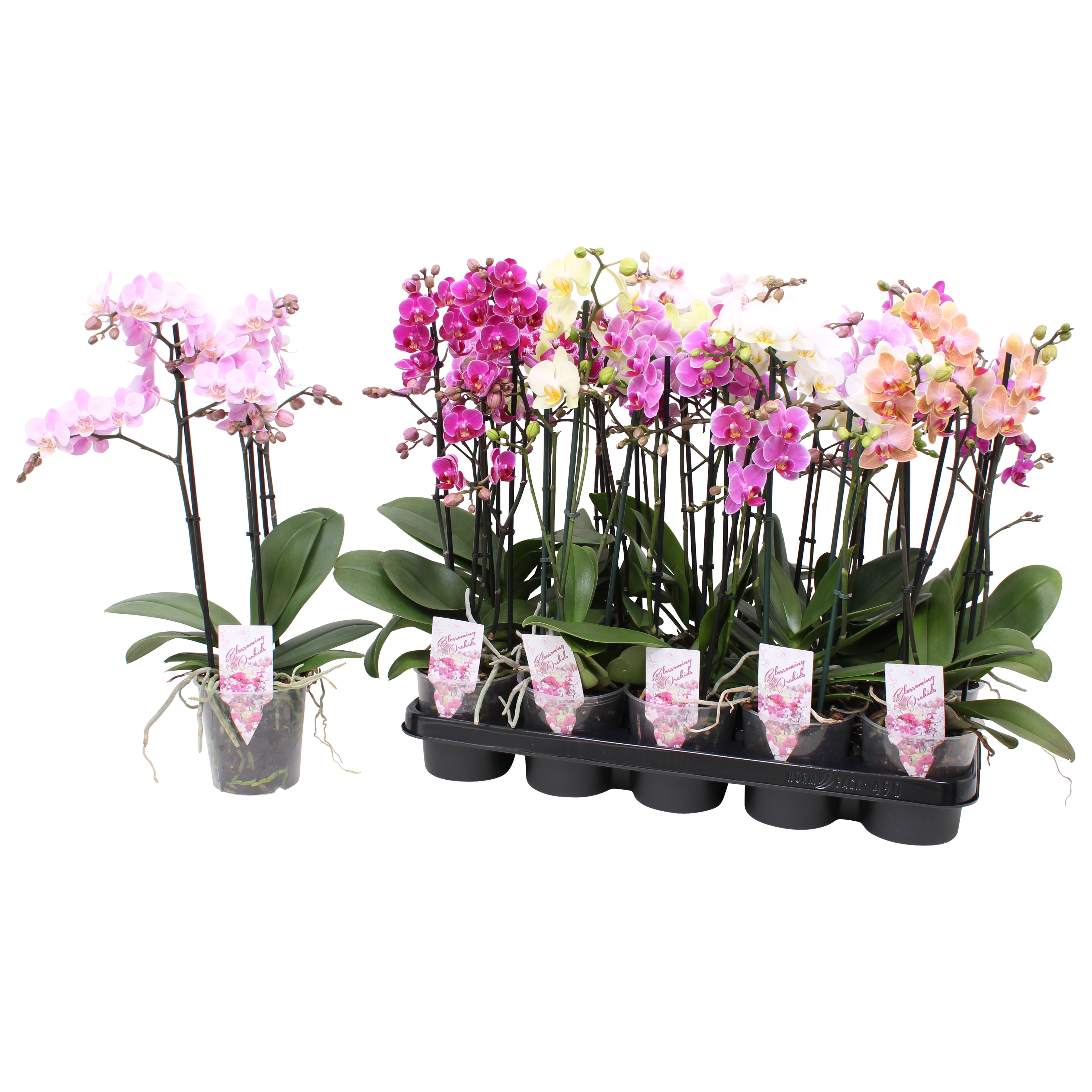 Phal. Multiflora 3-tak mix 30+ bloem, D 12