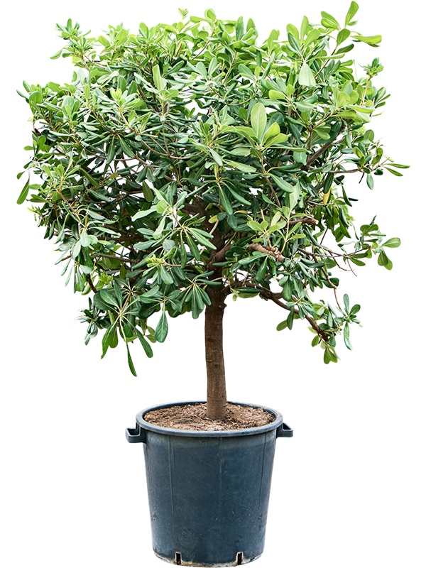 Pittosporum tobira 'Nanum' (120-140), D 40 cm