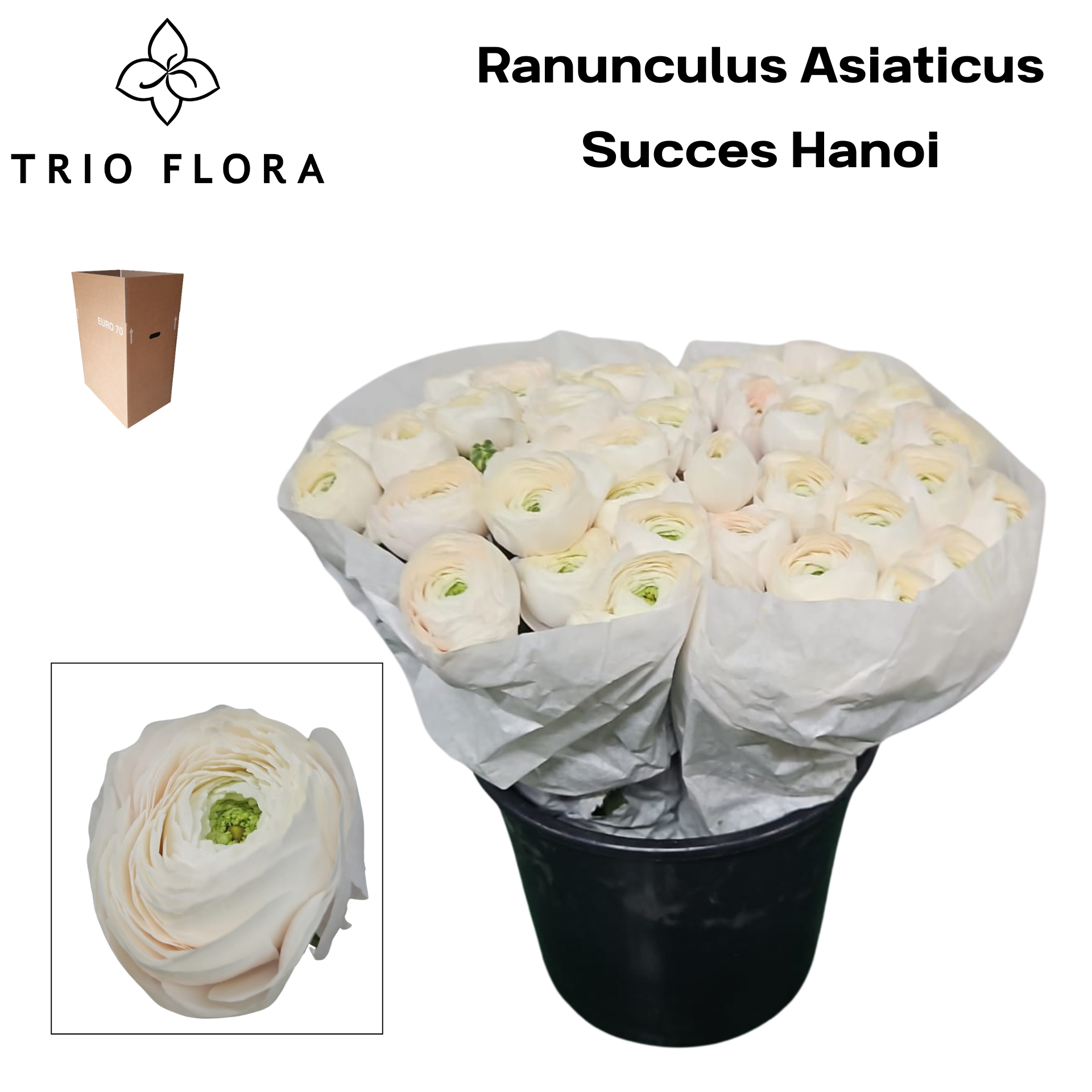 Ранункулус Саксесс Ханой 45, шт.