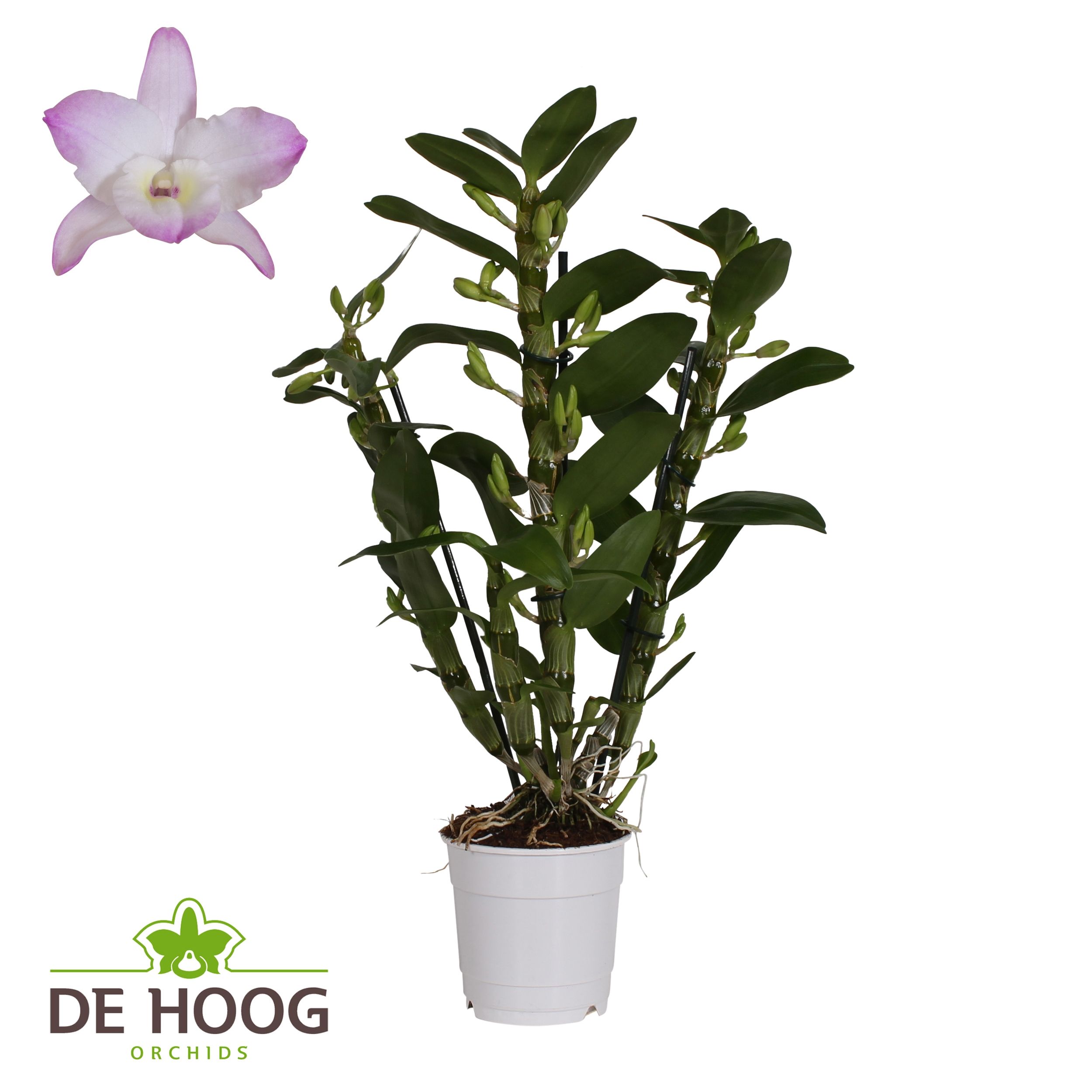 Dendrobium Nobile Kumiko 3 stam 22+ tros De Hoog, D 12
