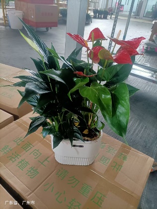 Антуриум 180 краун виз ред спотс 18 50