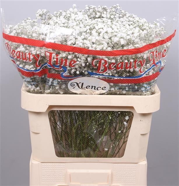 Гипсофила Экселенс 70, шт.