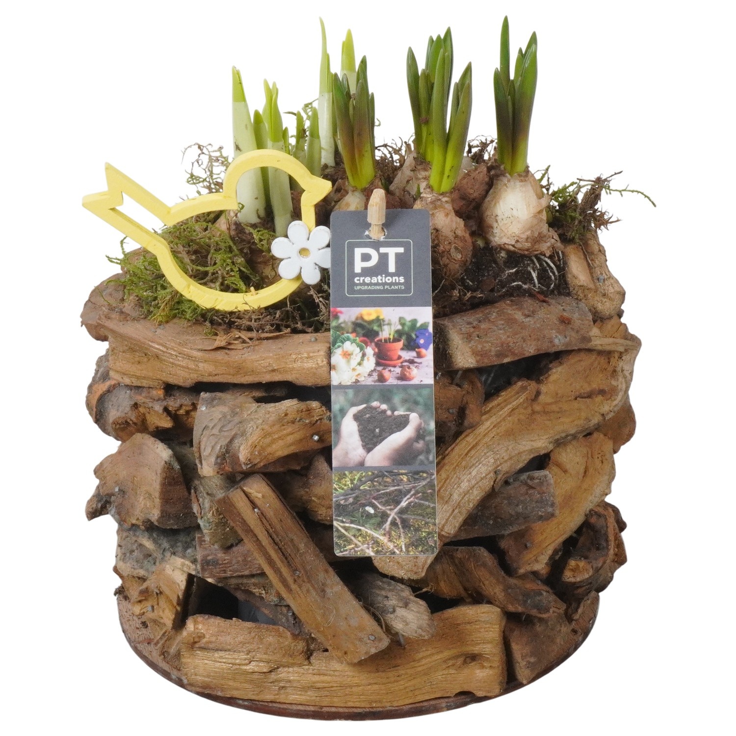 PTBM3897 Arrangement Flower Bulbs Mix in houten pot, D 17