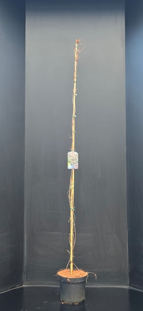 Clematis Fragrant Spring, D 26