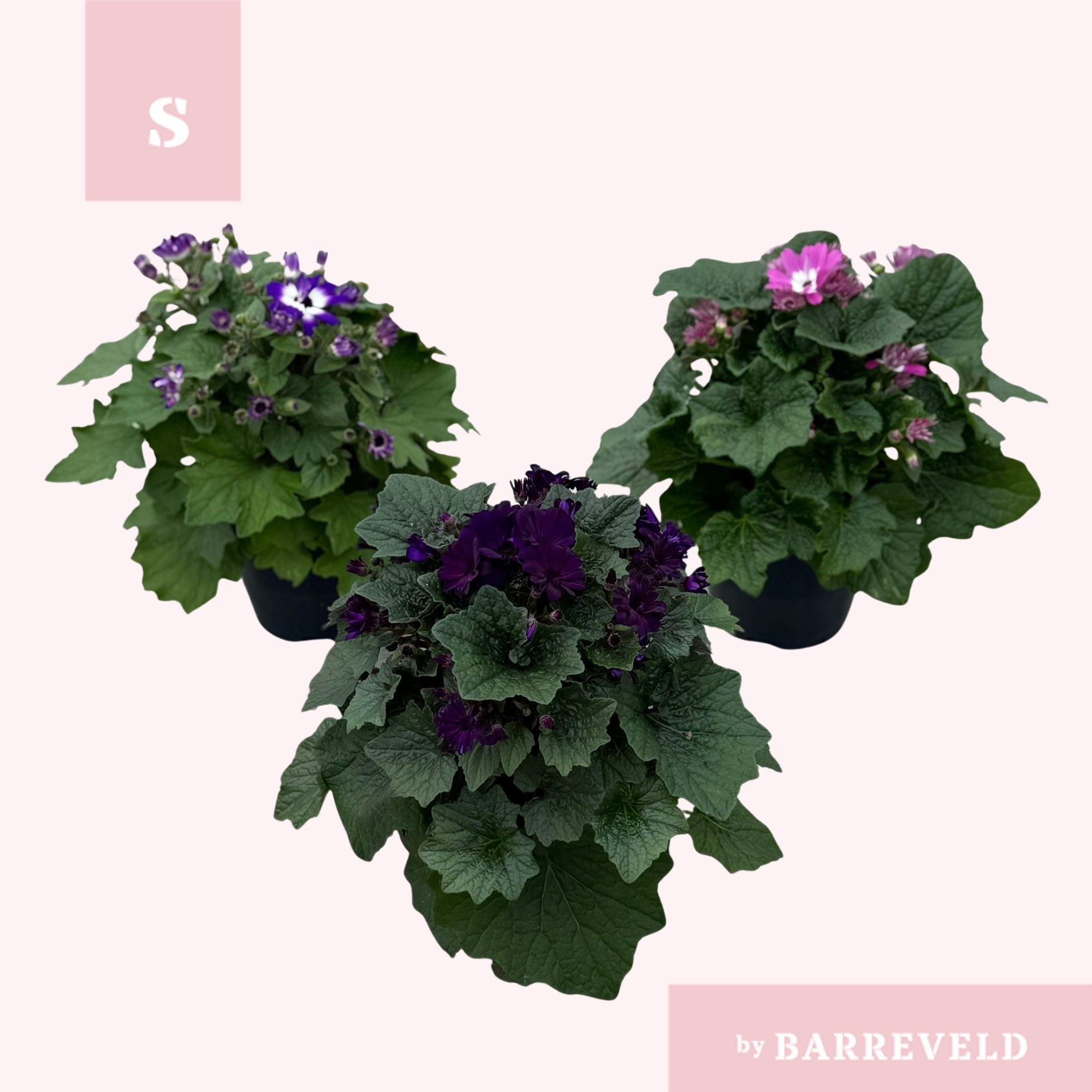 Pericallis Mix, D 14