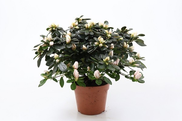 RHODODENDRON SIMSII 'OASE DE LO', D 14