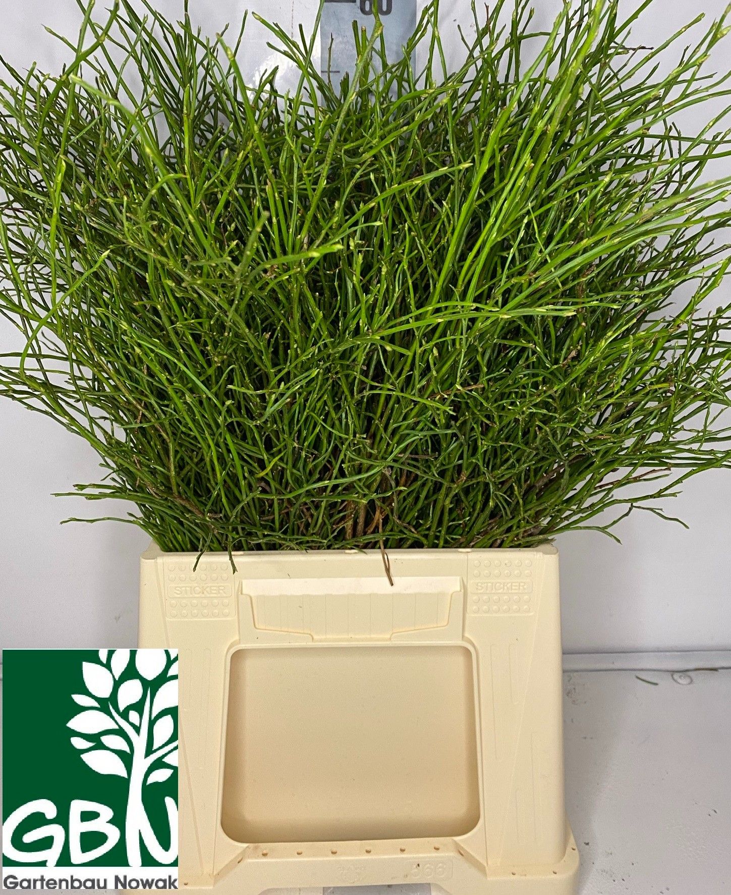 Вациниум Миртилус за пучок 50, пуч.