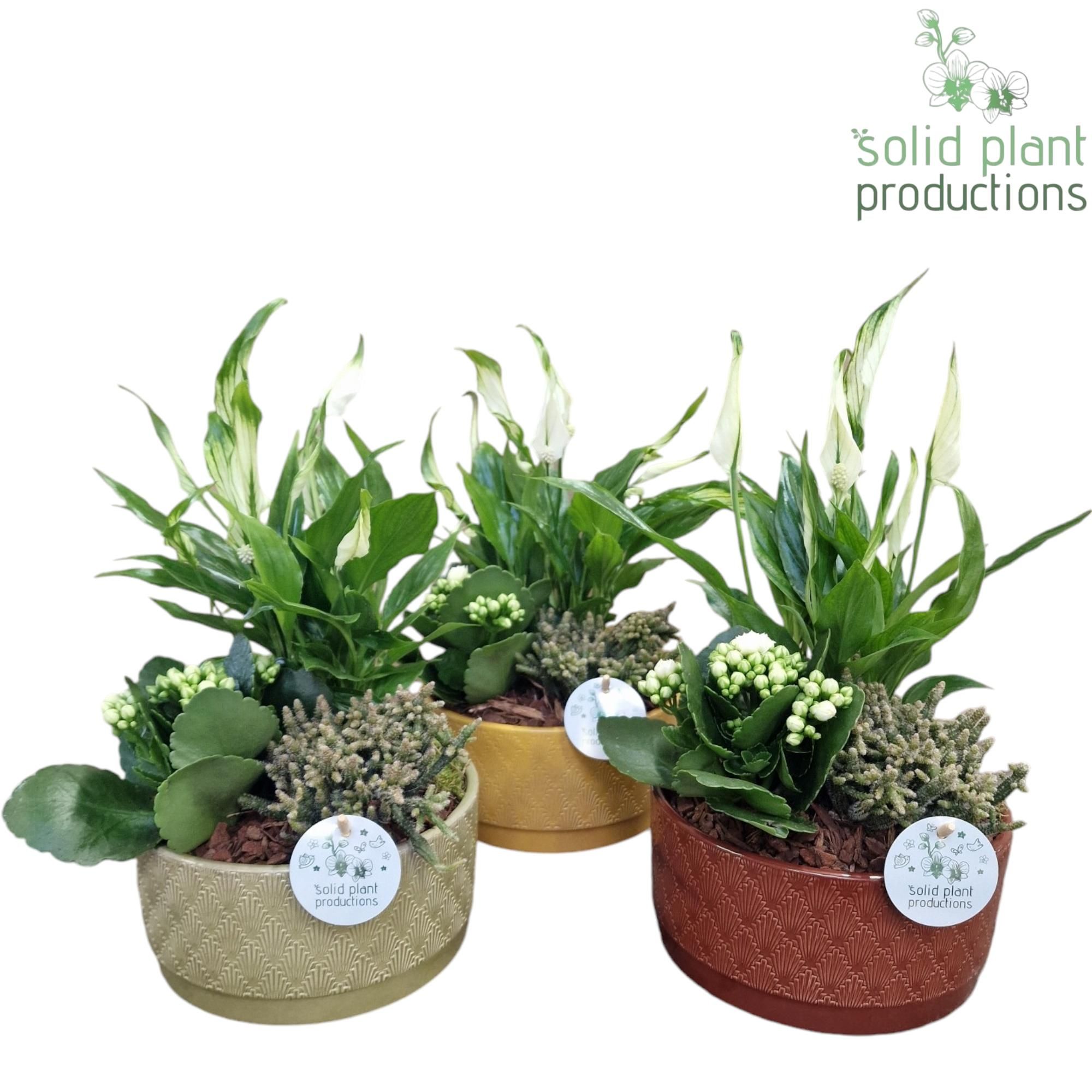 JT009 Sarah Spathiphyllum, D 19