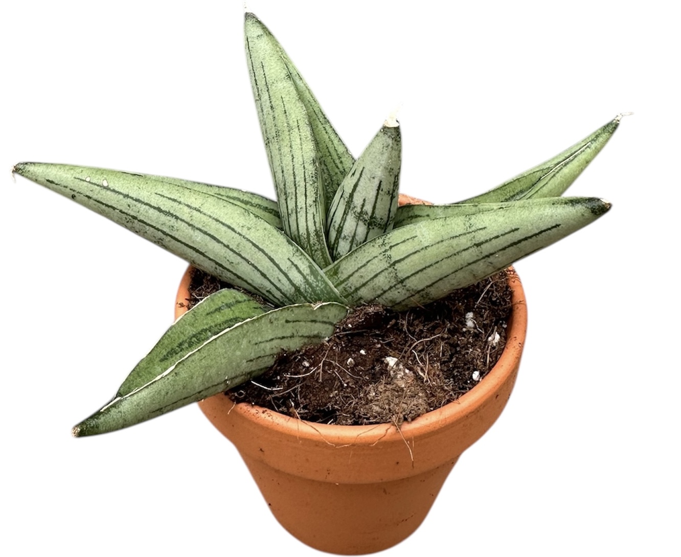 Sansevieria Rookie, D 8