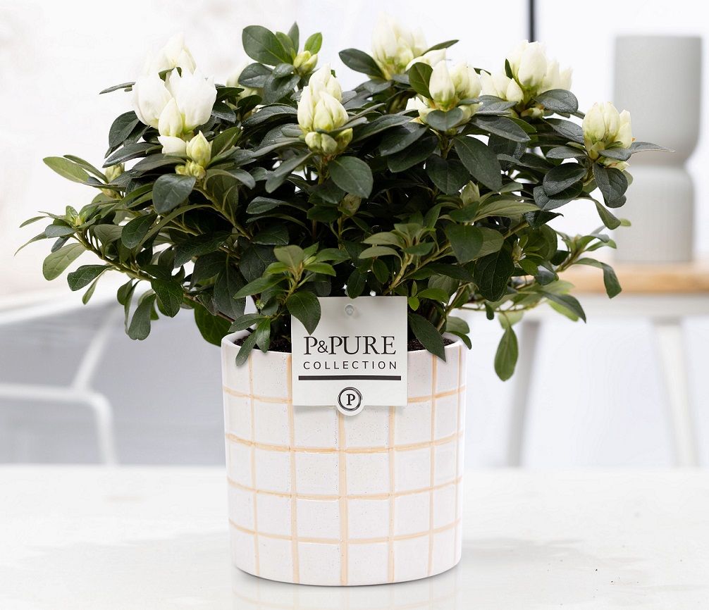 1st class Azalea white in P&PURE Tirza ceramics, D 12