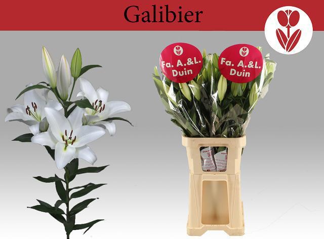 Лилия Галибир 110, шт.