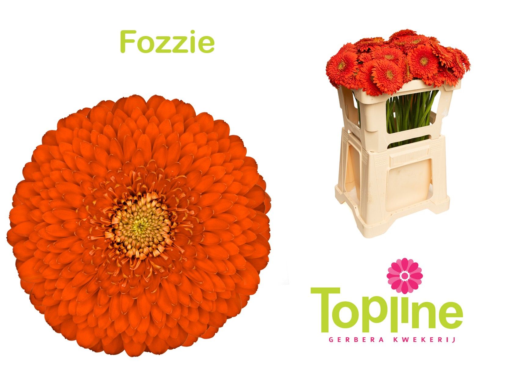 Гермини Помпон Фоззи, шт.