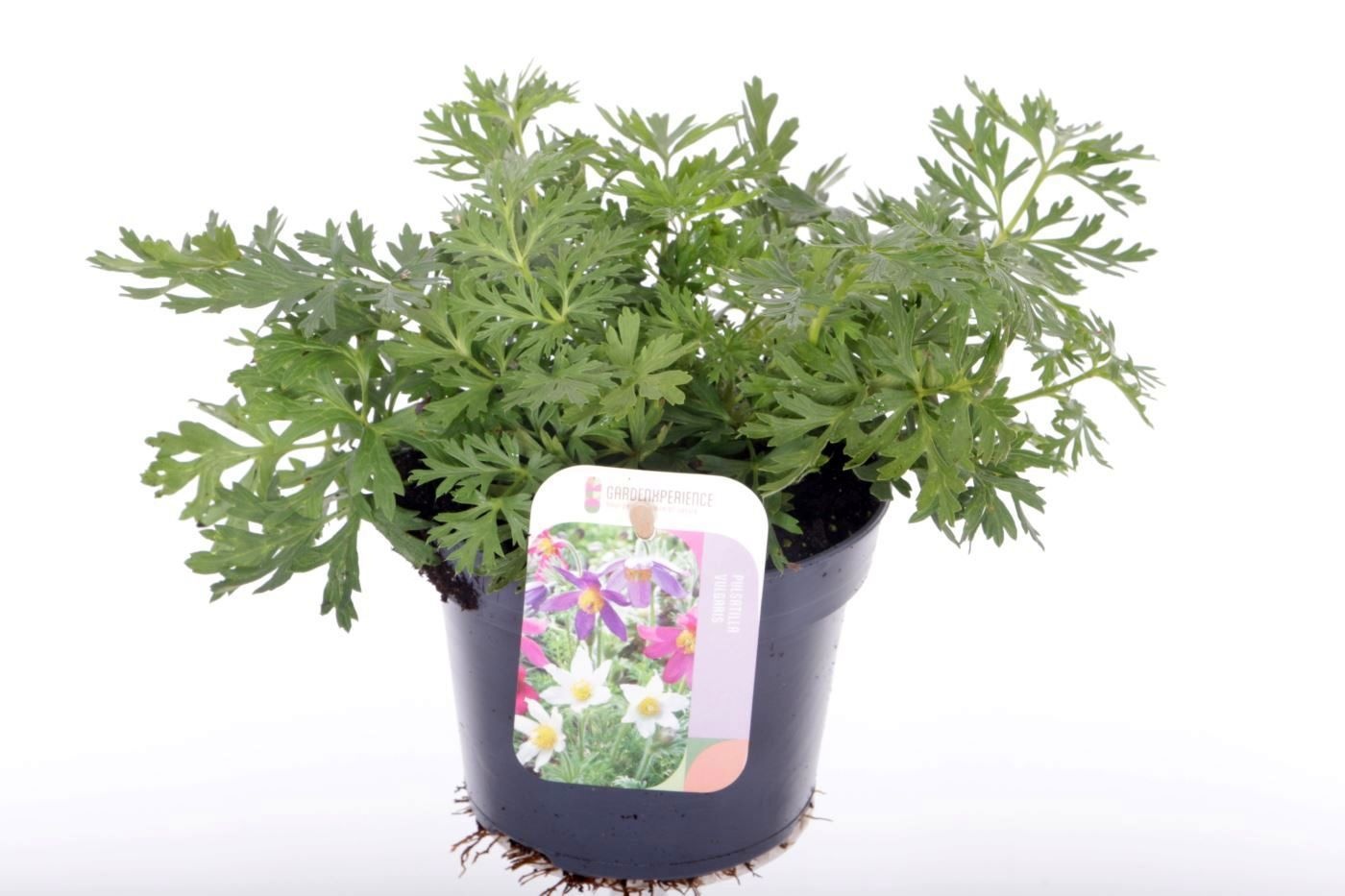 Pulsatilla vulgaris, D 13