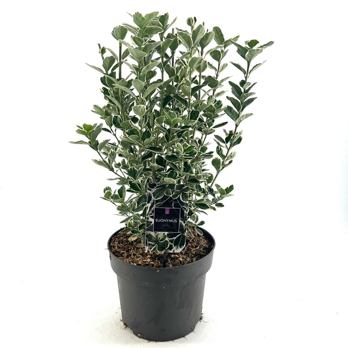 Euonymus jap. 'Kathy', D 29