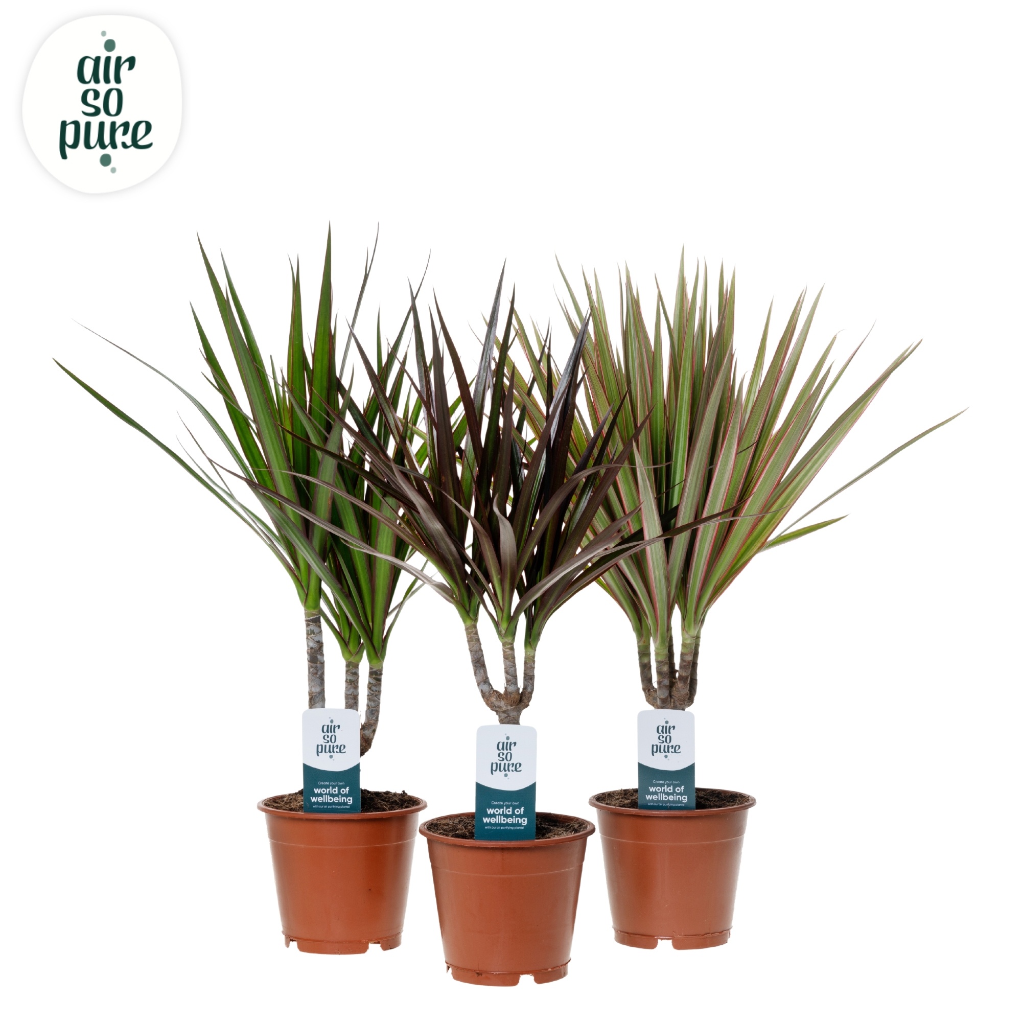 Dracaena Marginata mix p12, D 12