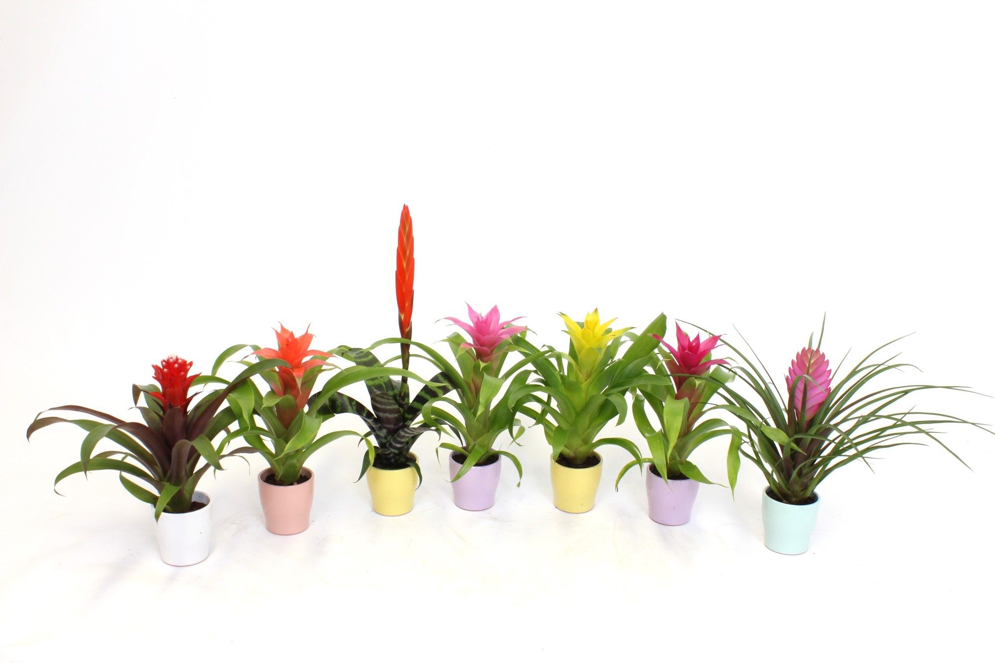 Mini Mix in Keramiek Carly, D 7