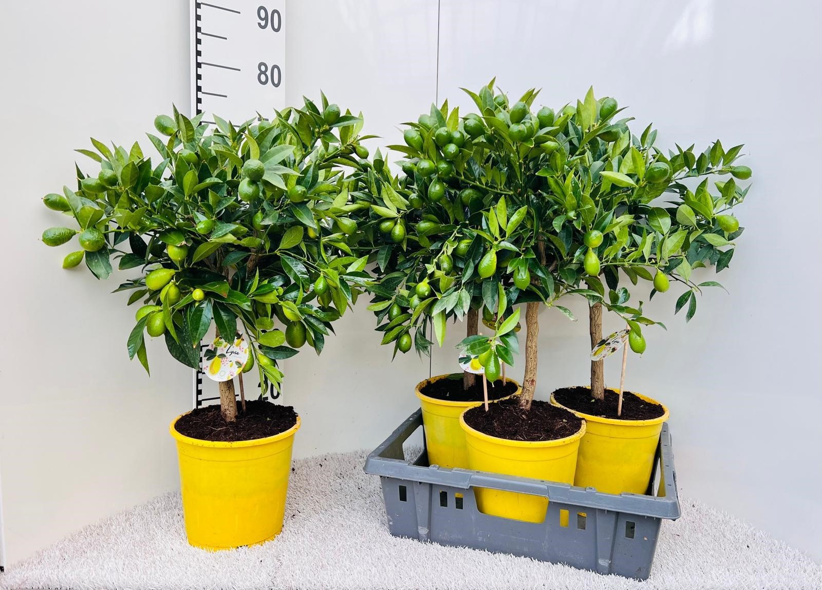 Citrus floridana Limon stem (s2), D 21