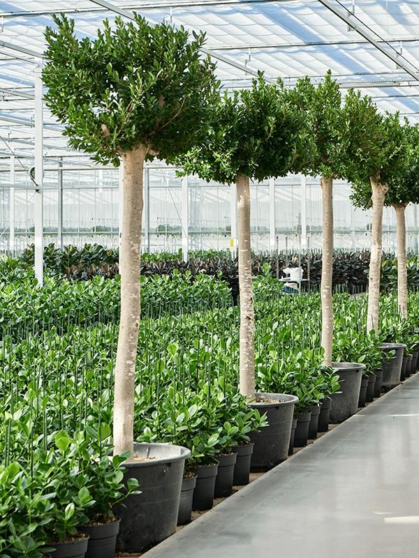 Ficus microcarpa 'Nitida' (400-450), D 102