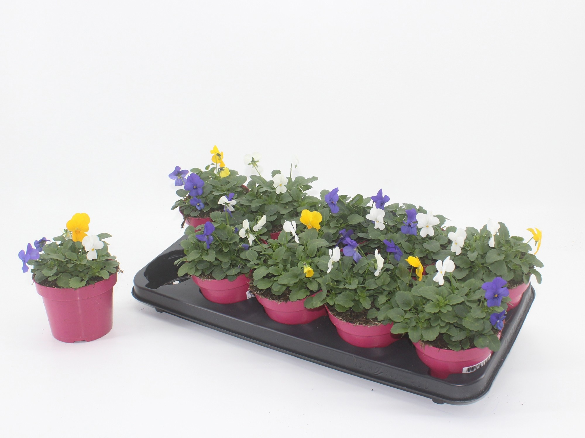 VIOLA Stockholm, D 12