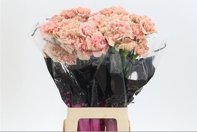 Диантус од. Карамель, шт.