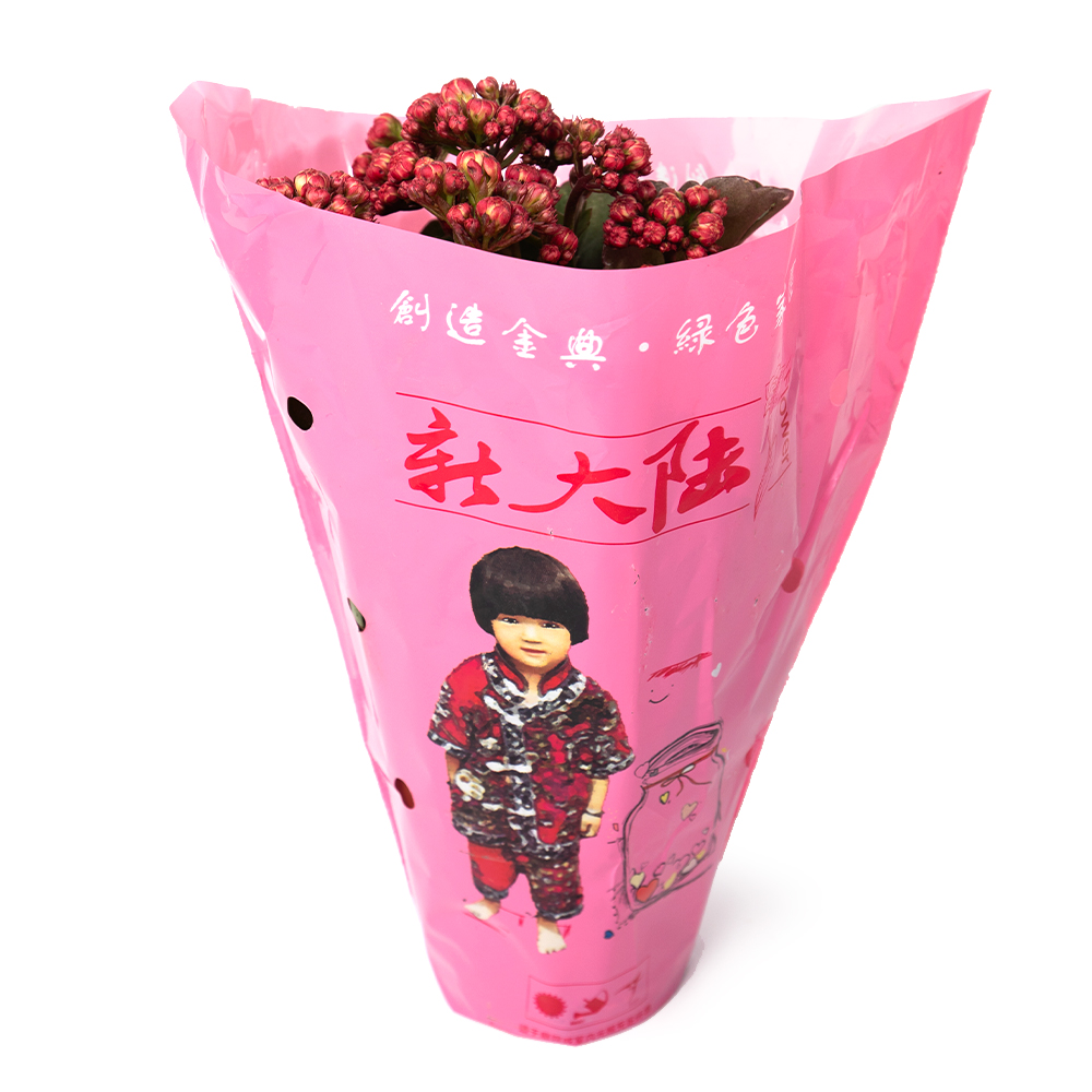 Каланхое блоссфельда микс 11 20 (предзаказ)