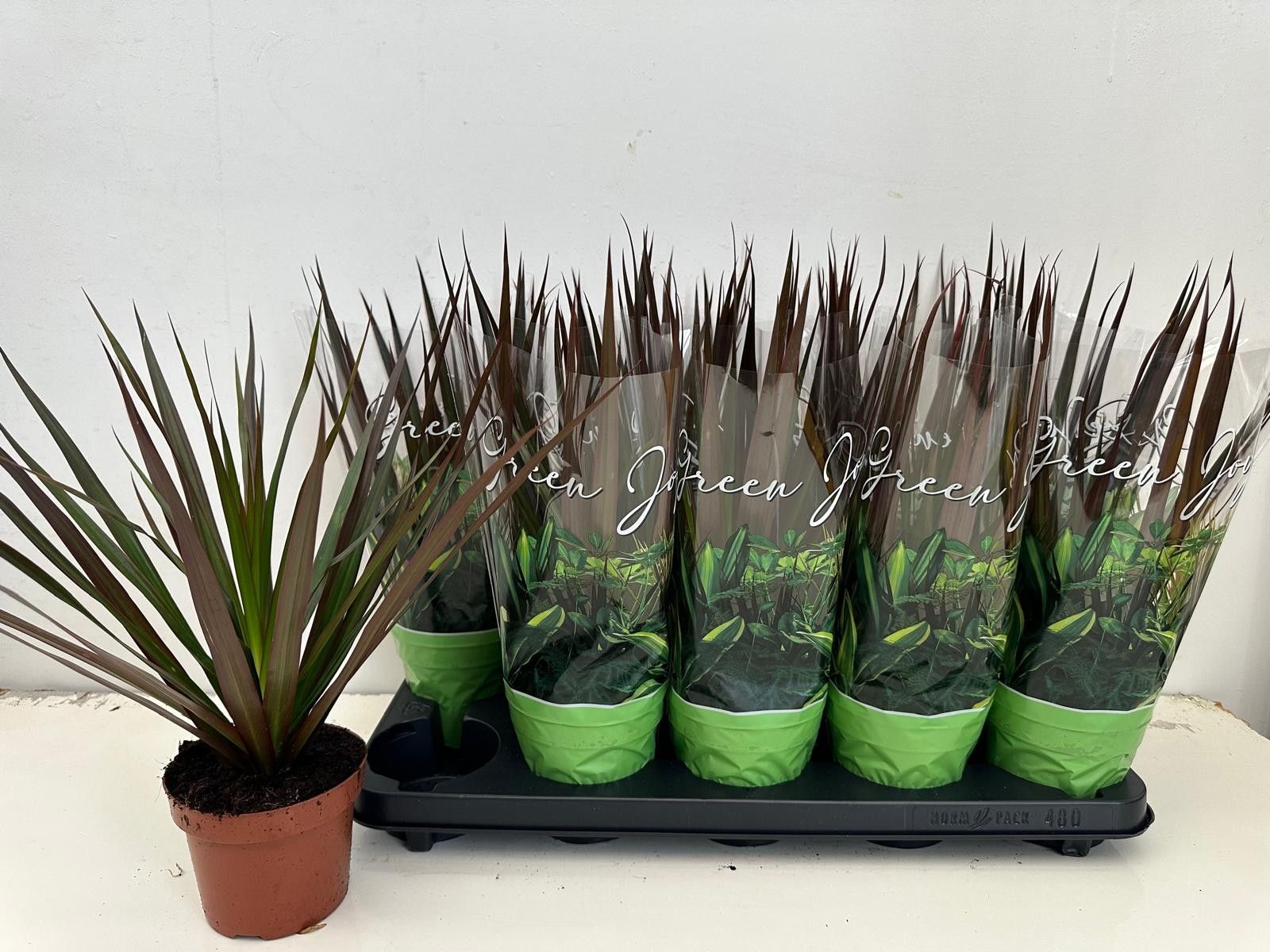 Dracaena Magenta Kopstek, D 12