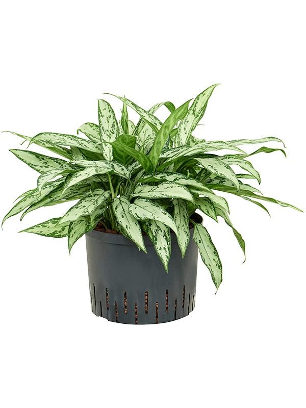 Aglaonema 'Silver Queen', D 25