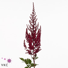 Астильба Пол Гардер 45, шт.