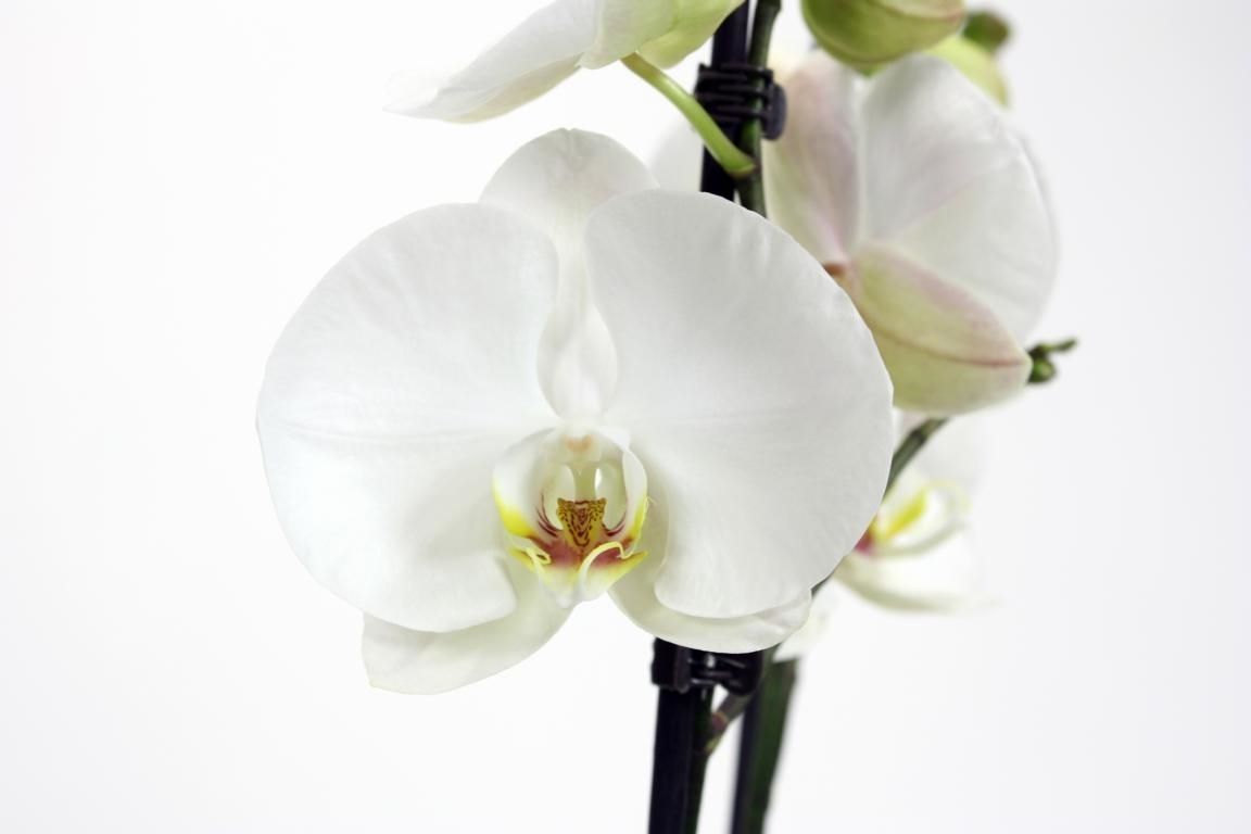 Premium 2-tak 70cm (GROEN), D 12 cm