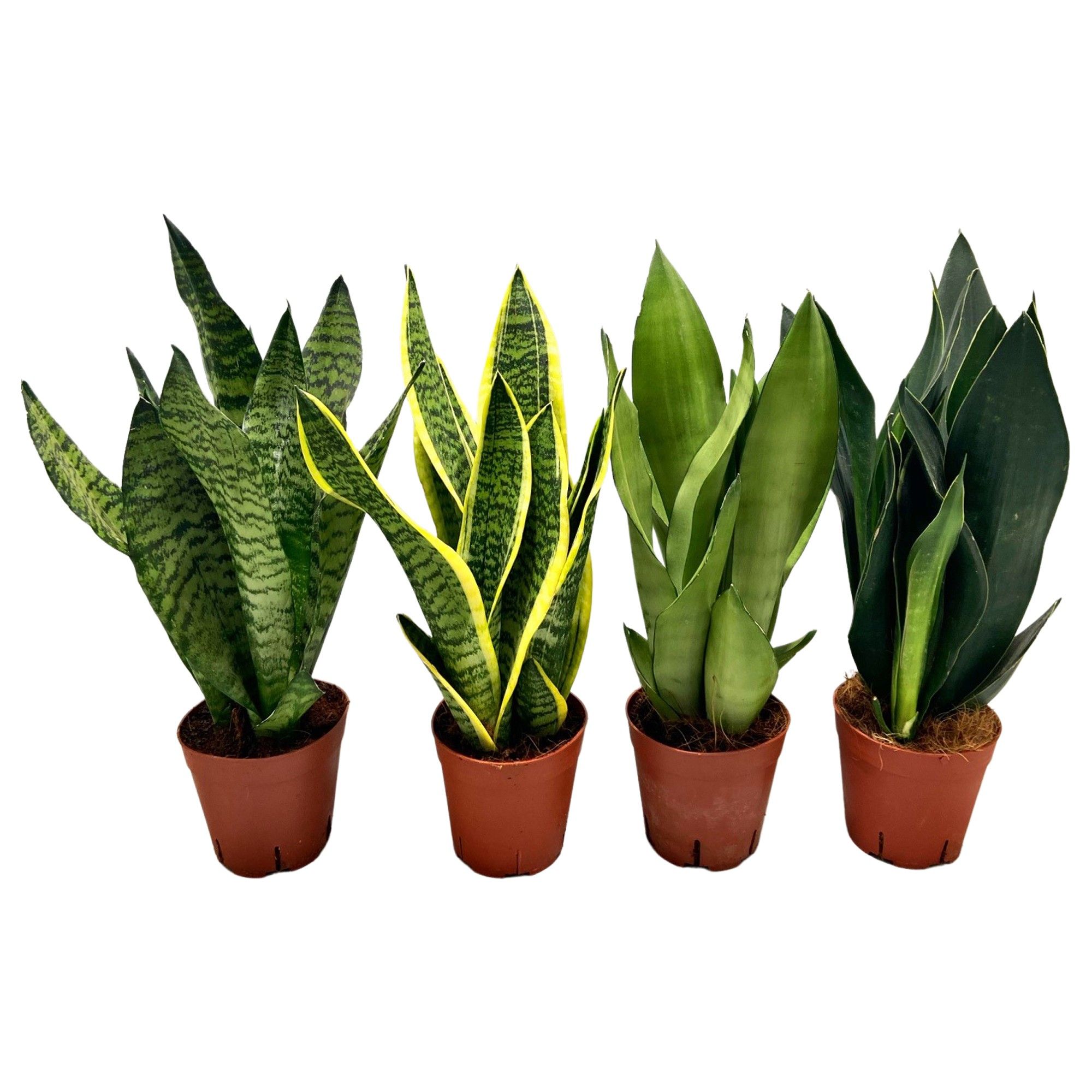 Sansevieria mix 3pp 3-4 soorten, D 14