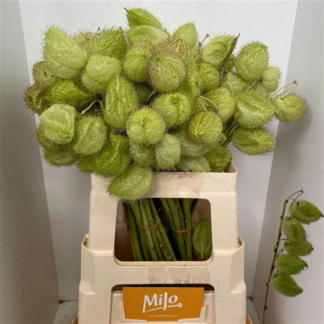 Гомфокарпус Моби Дик 60, шт.