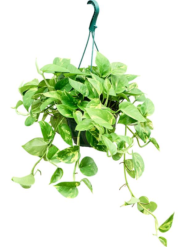 Scindapsus (Epipremnum) 'Aureum', D 20