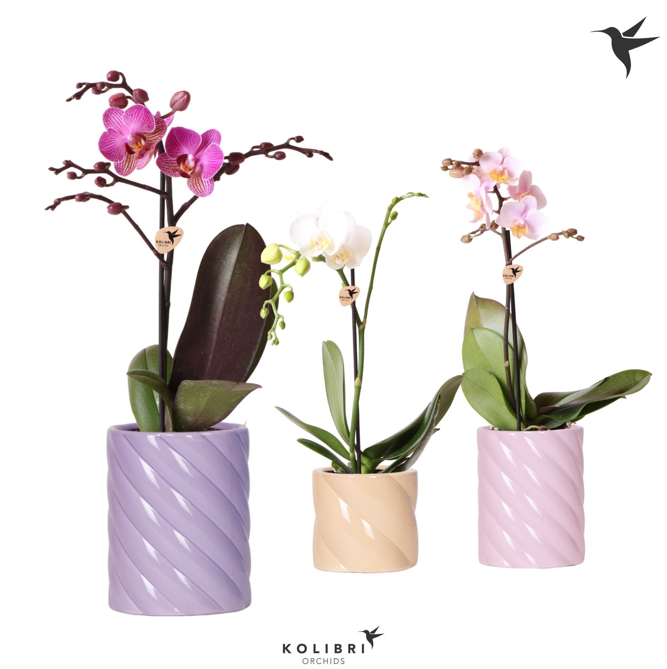 Kolibri Orchids Phalaenopsis mix 1 spike in Candy pot pink mix, D 9