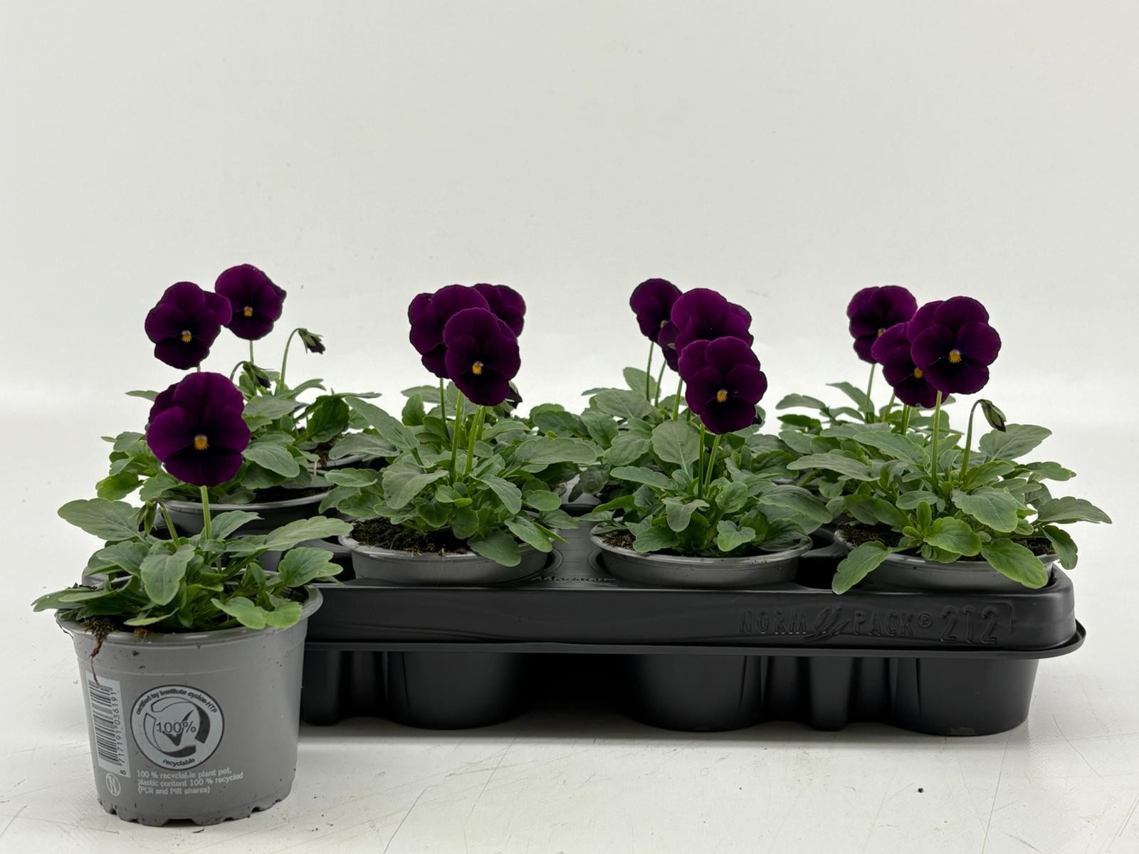 Viola Cornuta Violet, D 9