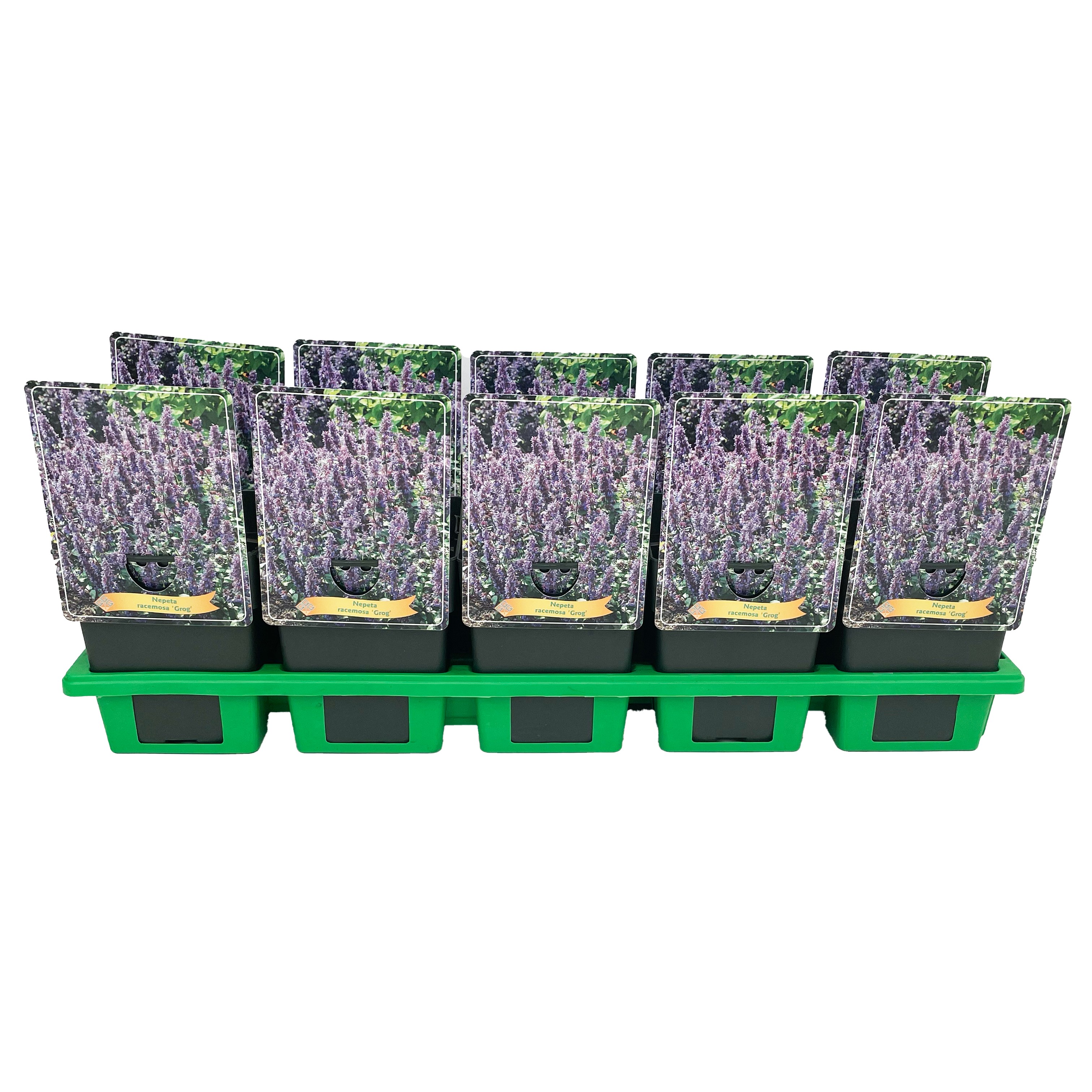 Nepeta racemosa 'Grog' P11, D 11