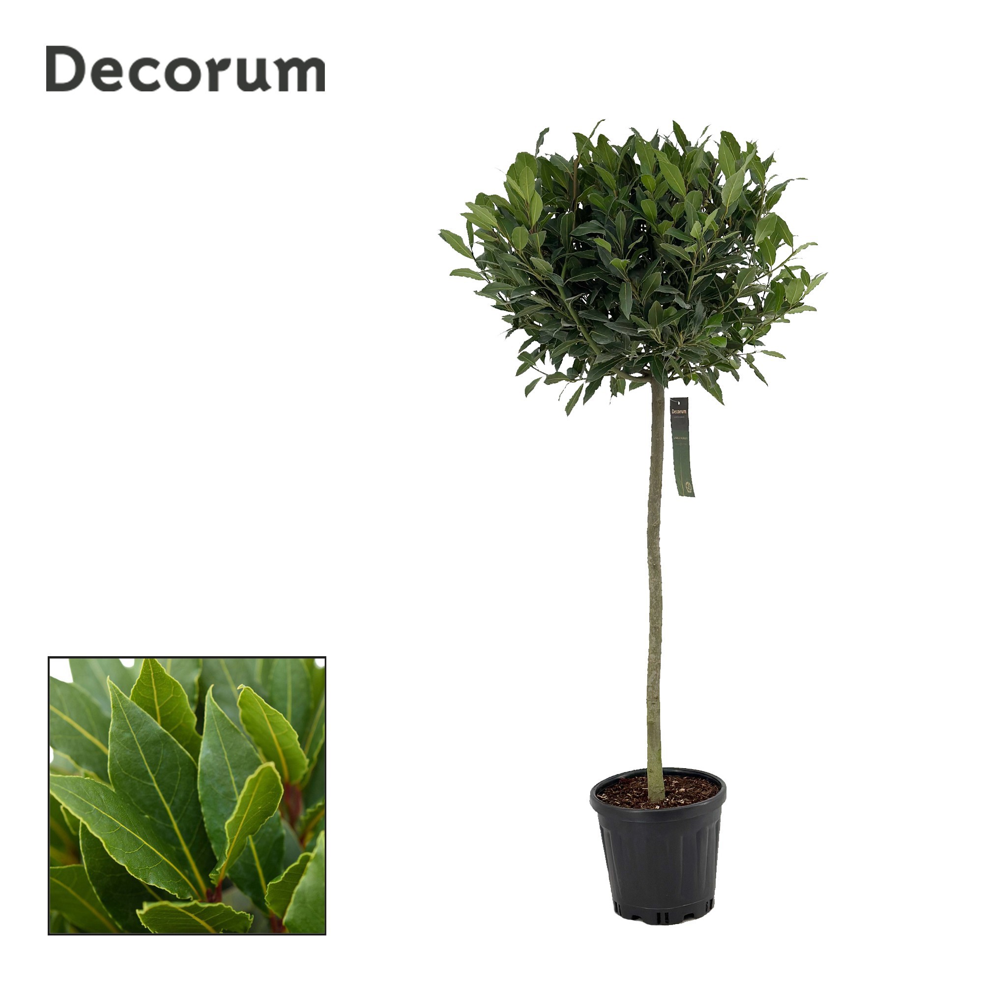 Laurus nobilis Bol op stam, D 25 cm