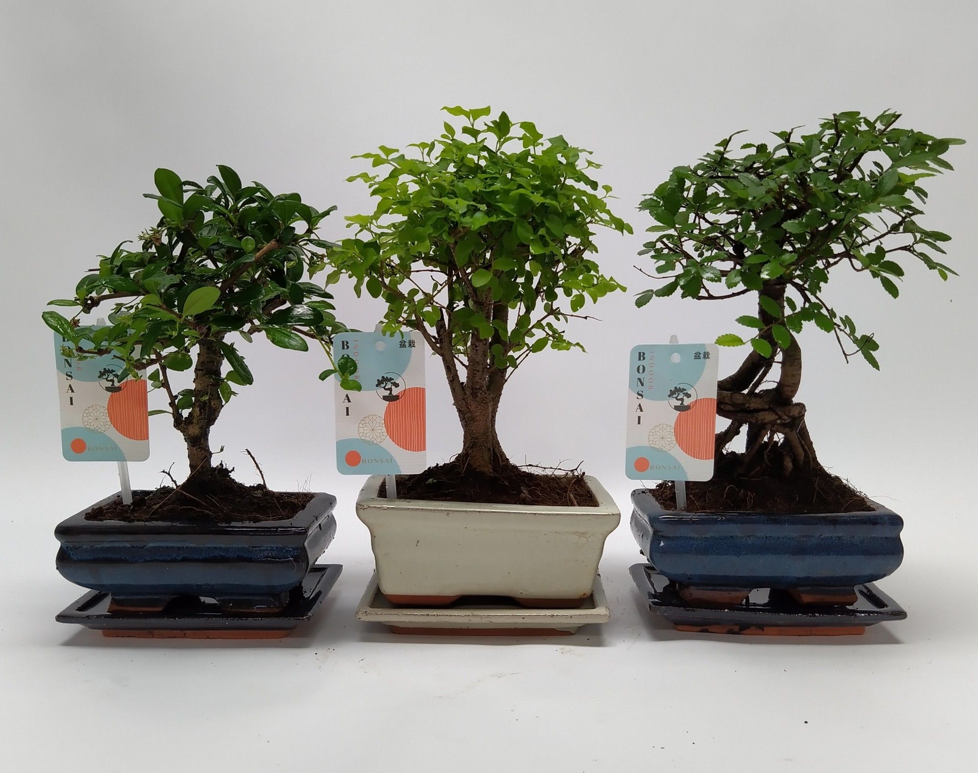 Bonsaimix 'Traditional' Ball 15 cm, D 15