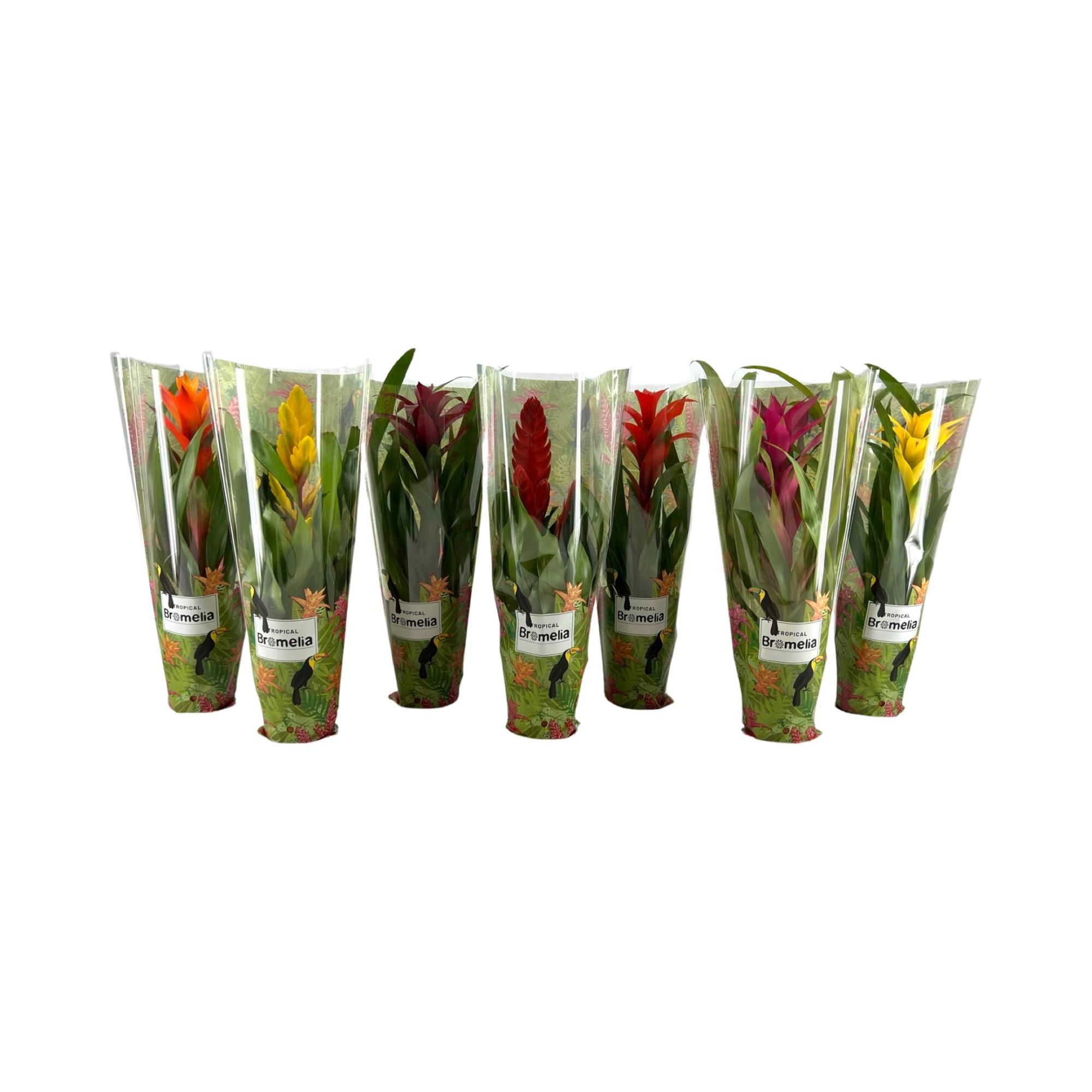 Bromelia mix in Jungle hoes, D 12