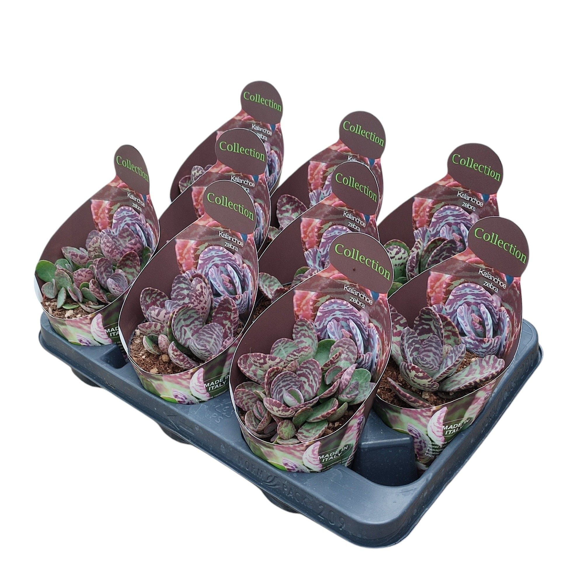 KALANCHOE HUMILIS ZEBRA - POT Ø 10,5 - COLLECTION WITH POTCOVER (SUCCULENTEN), D 10,5