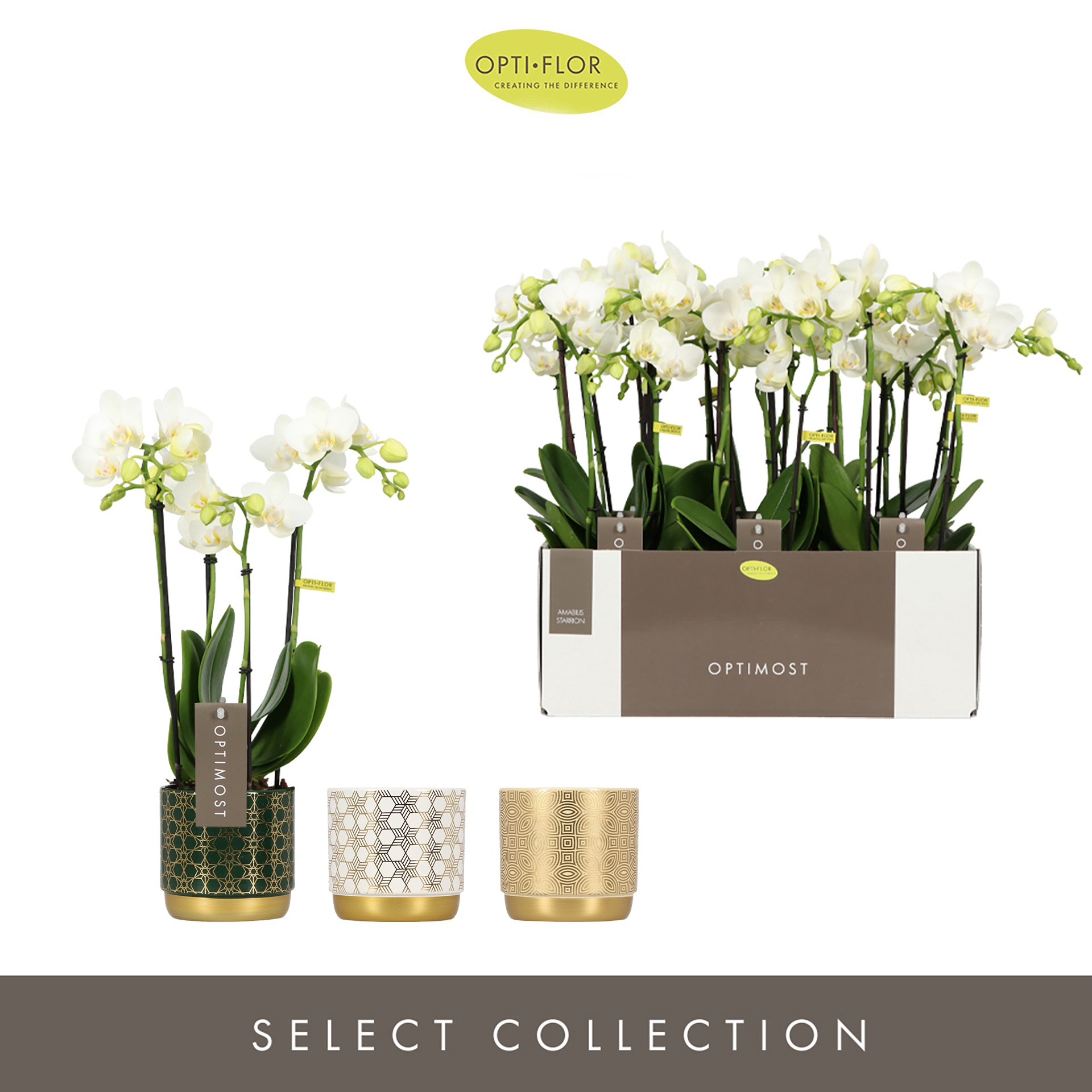 Optimost Amabilis Starrion 4 spike in Christmas Mix, D 12 cm