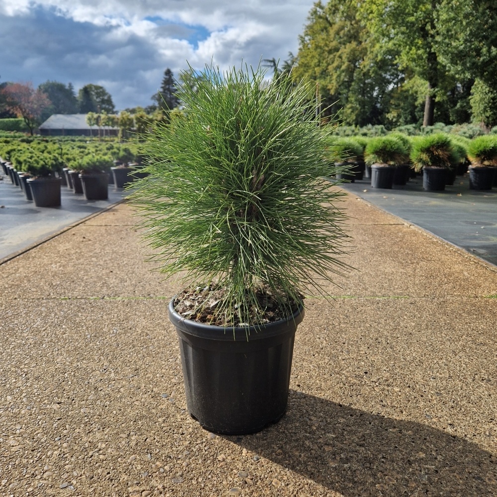 Pinus nigra 'Summer Breeze' ®, D 26 cm